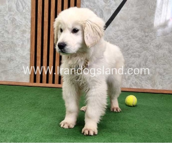 گلدن رتریور عالی - GR50