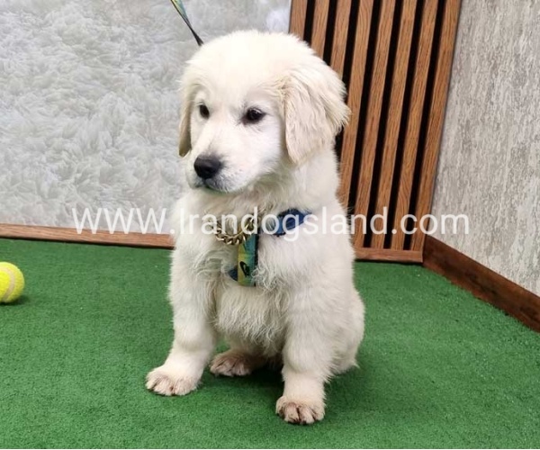 گلدن رتریور عالی - GR50