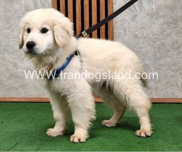 گلدن رتریور عالی - GR50