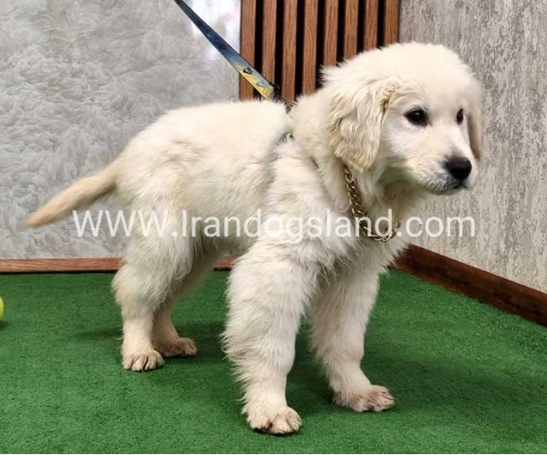 گلدن رتریور عالی - GR50