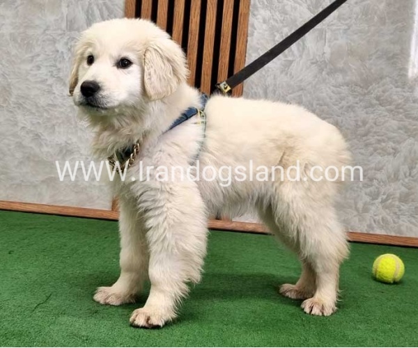 گلدن رتریور عالی - GR50