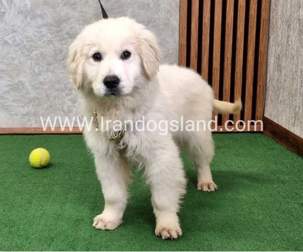 گلدن رتریور عالی - GR50