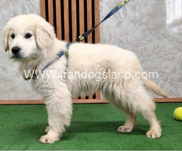 گلدن رتریور عالی - GR50