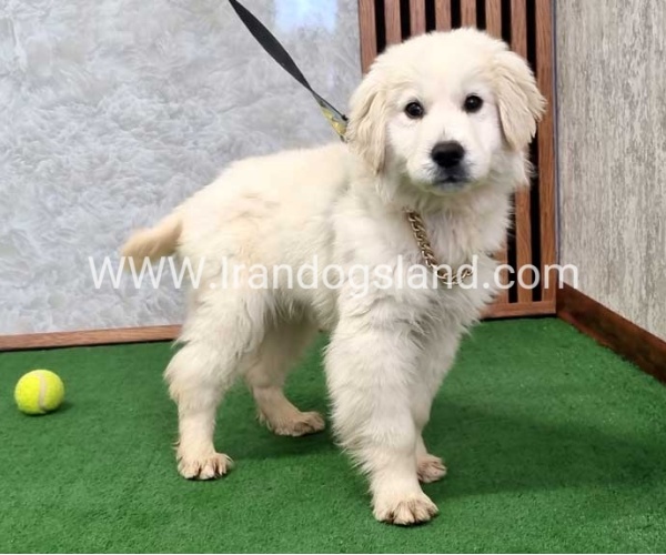 گلدن رتریور عالی - GR50