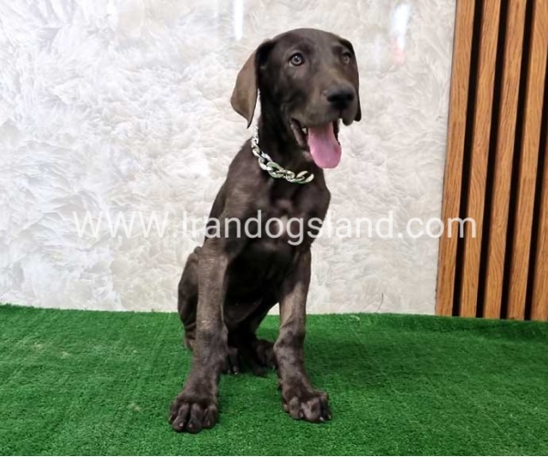 twlh-gryt-dyn-greatdane-173_8