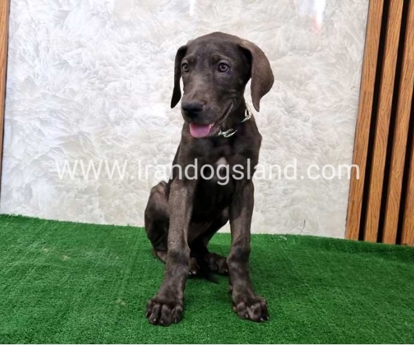 twlh-gryt-dyn-greatdane-173_9