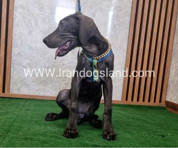 twlh-gryt-dyn-greatdane-176_2