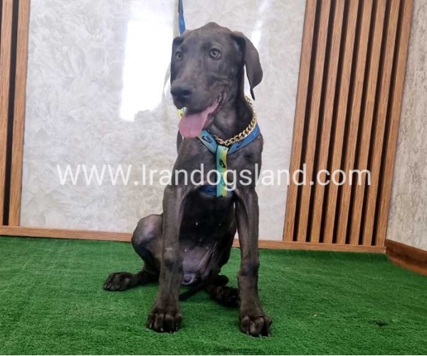 twlh-gryt-dyn-greatdane-176_3