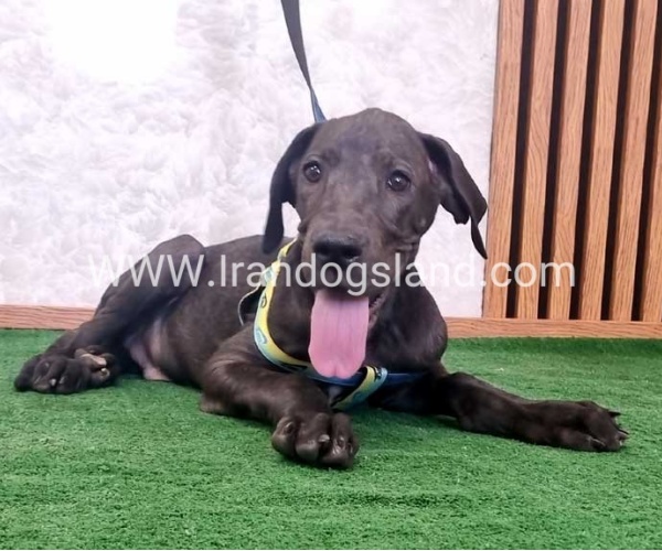 twlh-gryt-dyn-greatdane-177_3