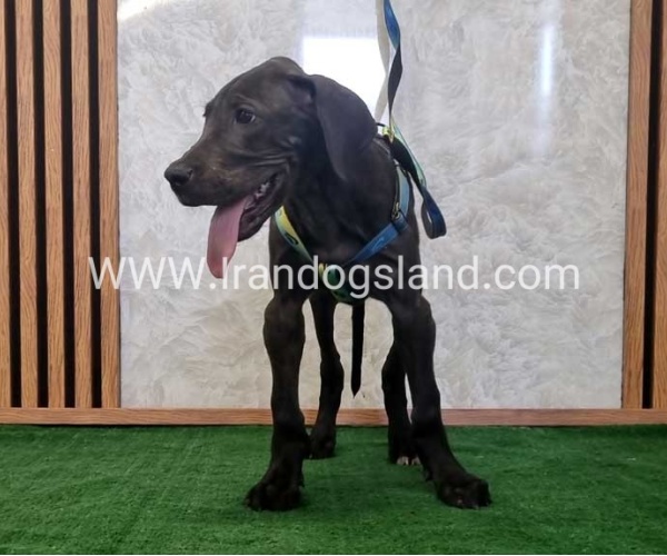 twlh-gryt-dyn-greatdane-177_4