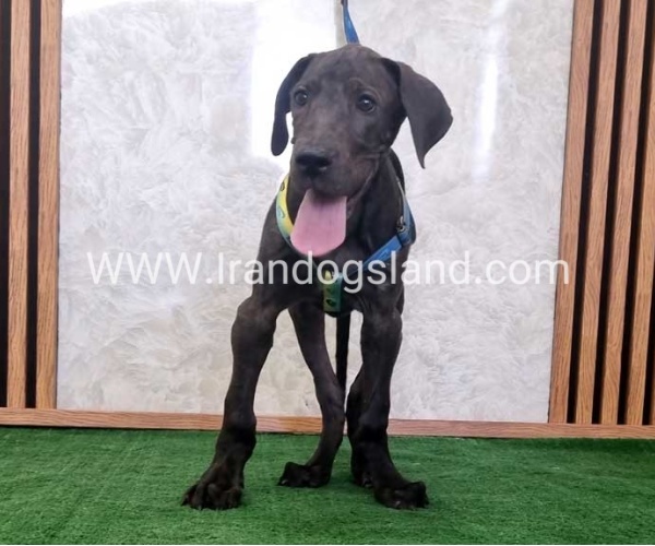 twlh-gryt-dyn-greatdane-177_5