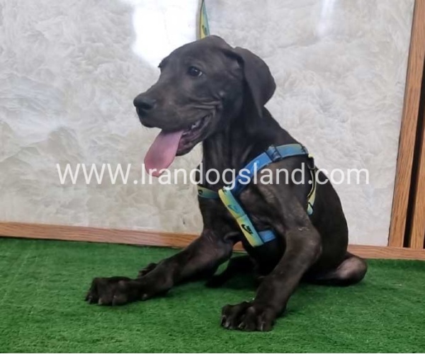 twlh-gryt-dyn-greatdane-177_6