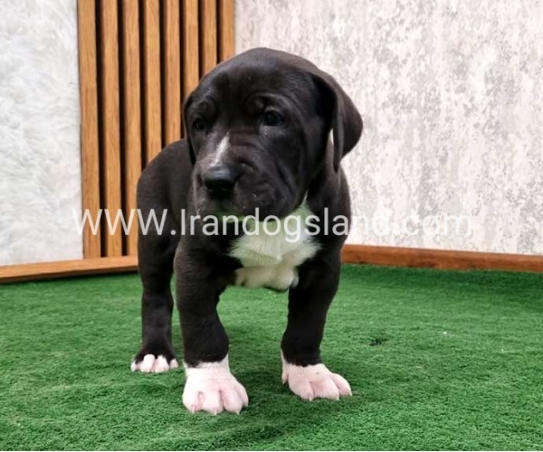 twlh-gryt-dyn-greatdane-181_1
