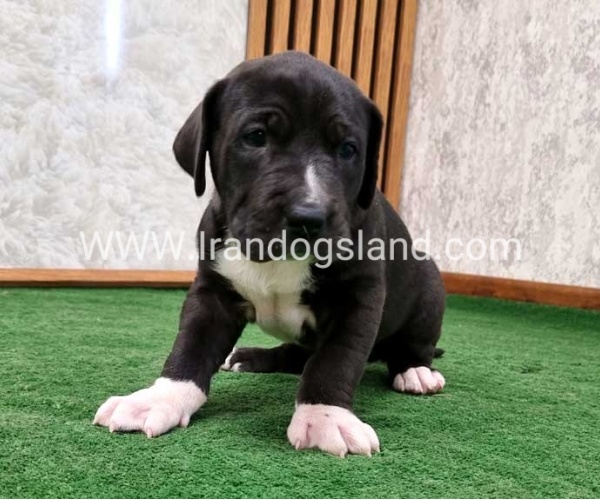 twlh-gryt-dyn-greatdane-181_10