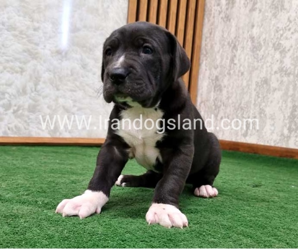 twlh-gryt-dyn-greatdane-181_11