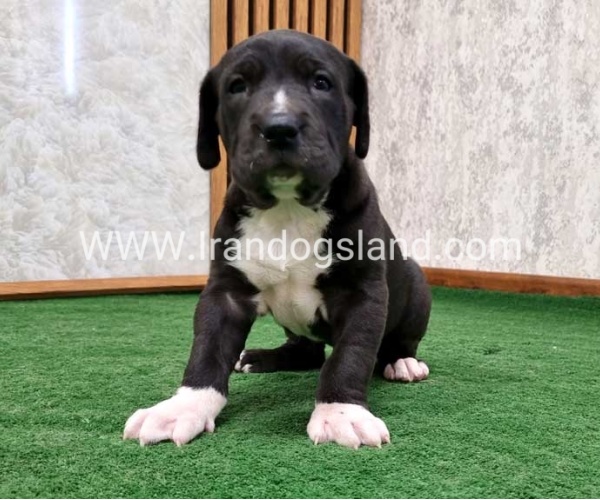 twlh-gryt-dyn-greatdane-181_12