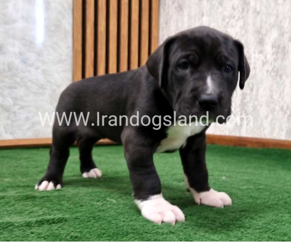 twlh-gryt-dyn-greatdane-181_2
