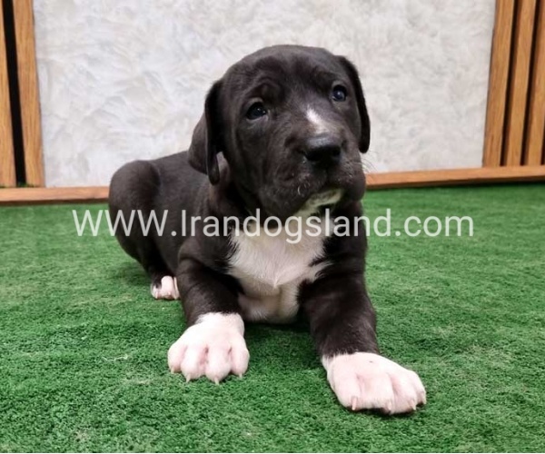 twlh-gryt-dyn-greatdane-181_3