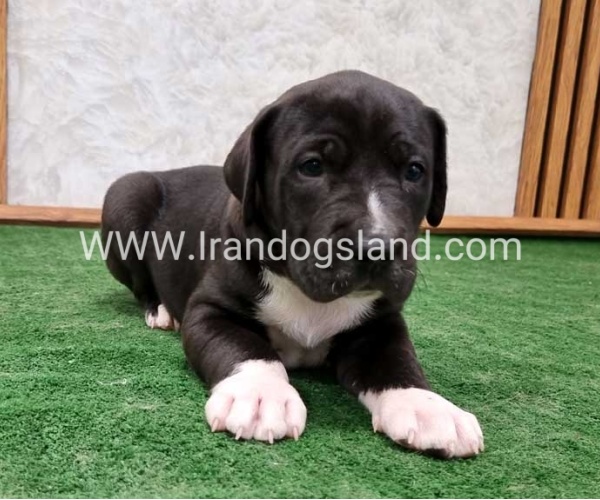 twlh-gryt-dyn-greatdane-181_4
