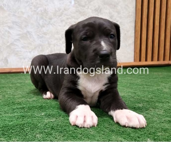 twlh-gryt-dyn-greatdane-181_5