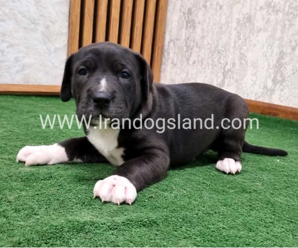twlh-gryt-dyn-greatdane-181_6