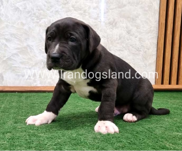 twlh-gryt-dyn-greatdane-181_8