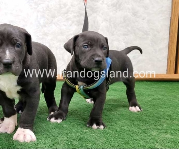 twlh-gryt-dyn-greatdane-183_10_2107722783