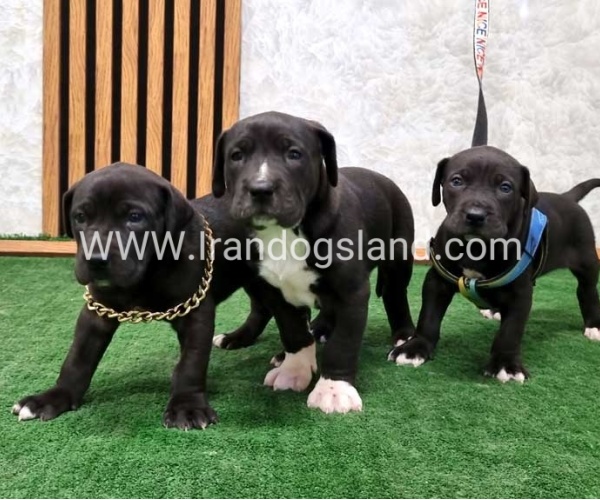twlh-gryt-dyn-greatdane-183_11_535838202