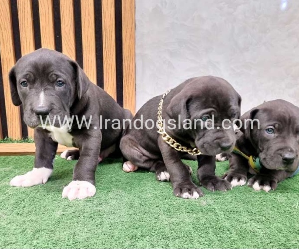 twlh-gryt-dyn-greatdane-183_12_1387596365