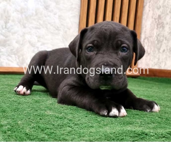 twlh-gryt-dyn-greatdane-183_2