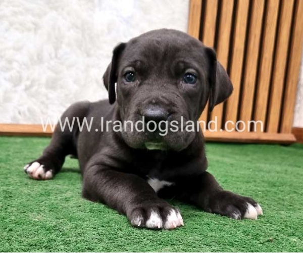 twlh-gryt-dyn-greatdane-183_3
