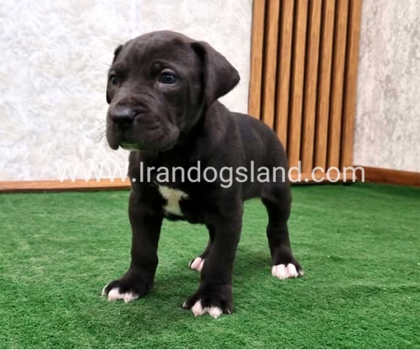 twlh-gryt-dyn-greatdane-183_5