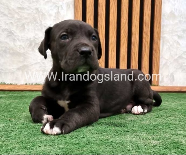 twlh-gryt-dyn-greatdane-183_8