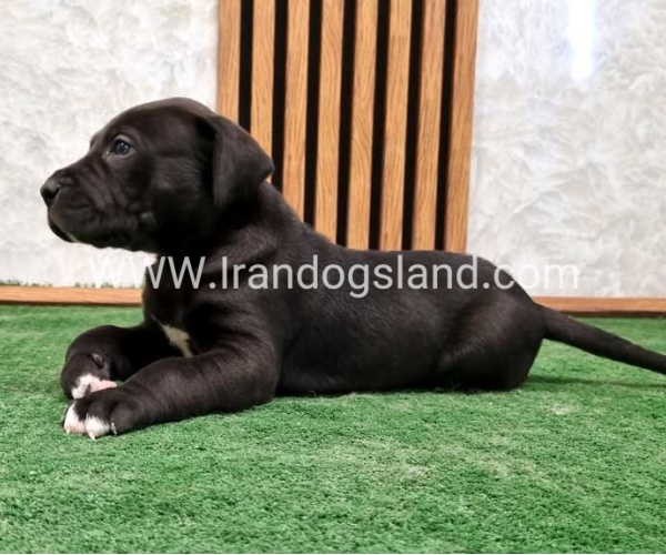 twlh-gryt-dyn-greatdane-183_9
