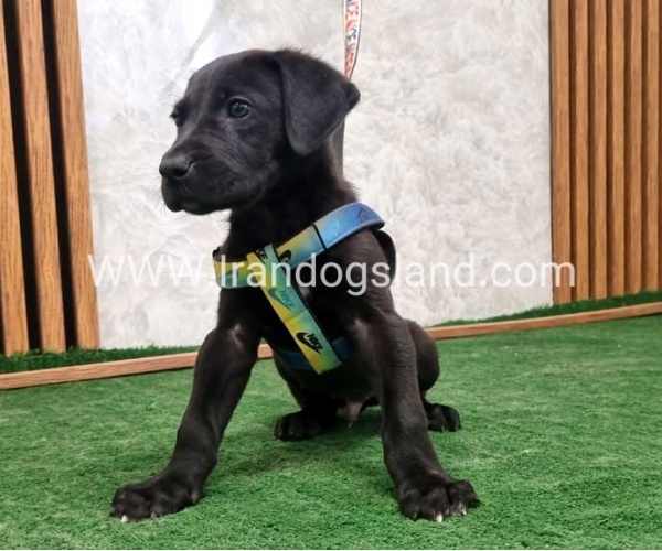 twlh-gryt-dyn-greatdane-187_12