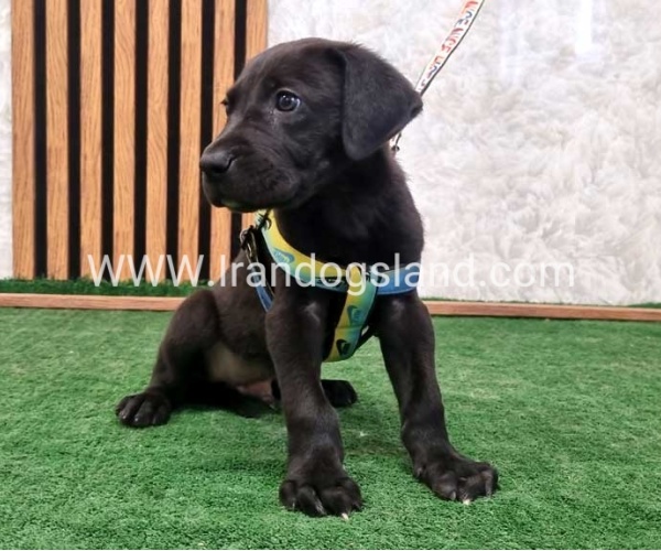 twlh-gryt-dyn-greatdane-187_4