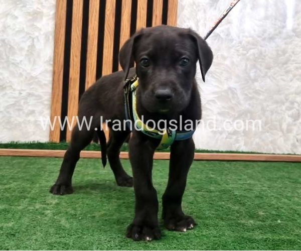 twlh-gryt-dyn-greatdane-187_5