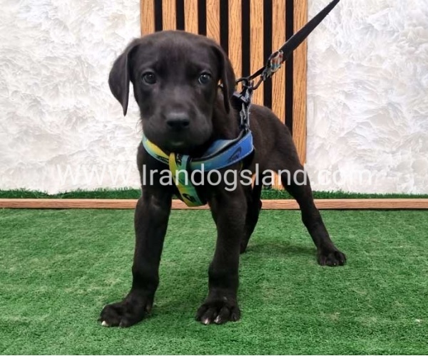twlh-gryt-dyn-greatdane-187_7