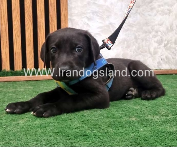 twlh-gryt-dyn-greatdane-187_8