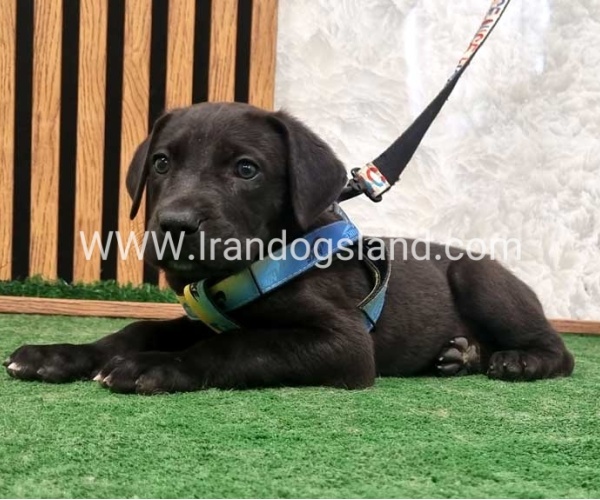 twlh-gryt-dyn-greatdane-187_9