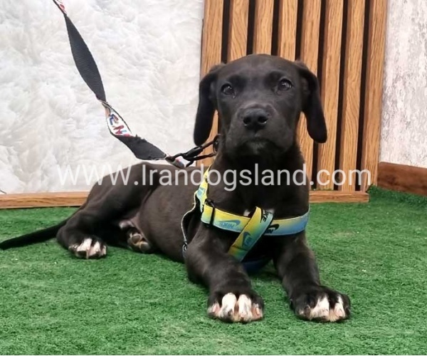 twlh-gryt-dyn-greatdane-190_1