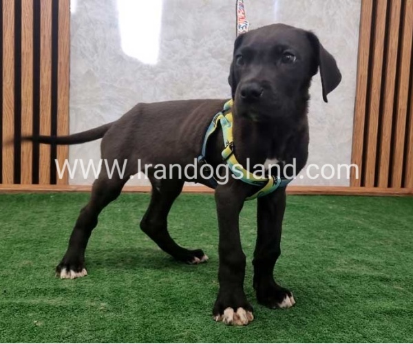 twlh-gryt-dyn-greatdane-190_2