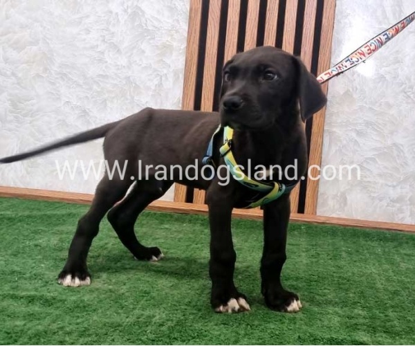 twlh-gryt-dyn-greatdane-190_3