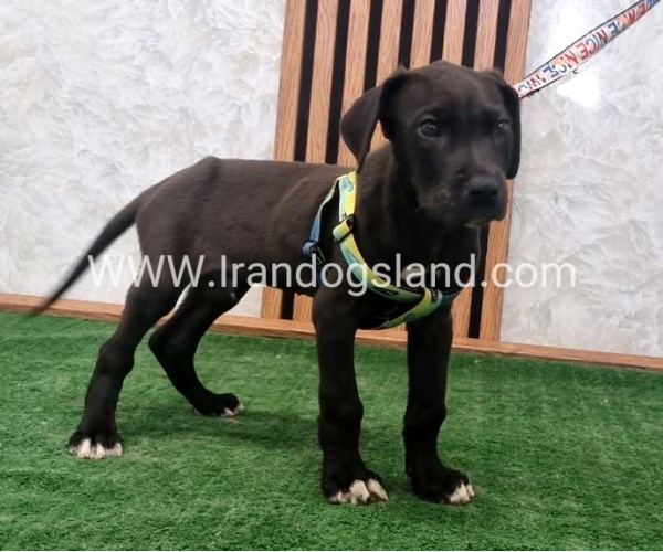 twlh-gryt-dyn-greatdane-190_4