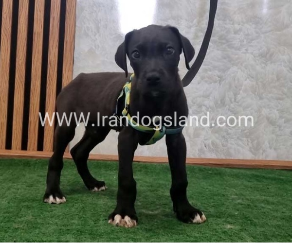 twlh-gryt-dyn-greatdane-190_6