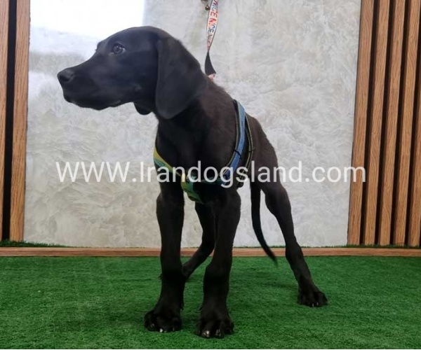 twlh-gryt-dyn-greatdane-191_4