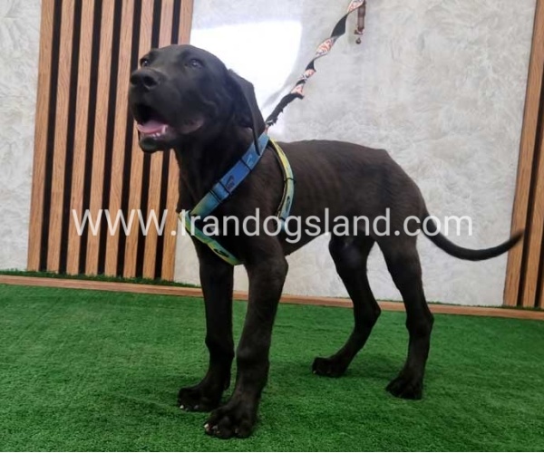 twlh-gryt-dyn-greatdane-191_6
