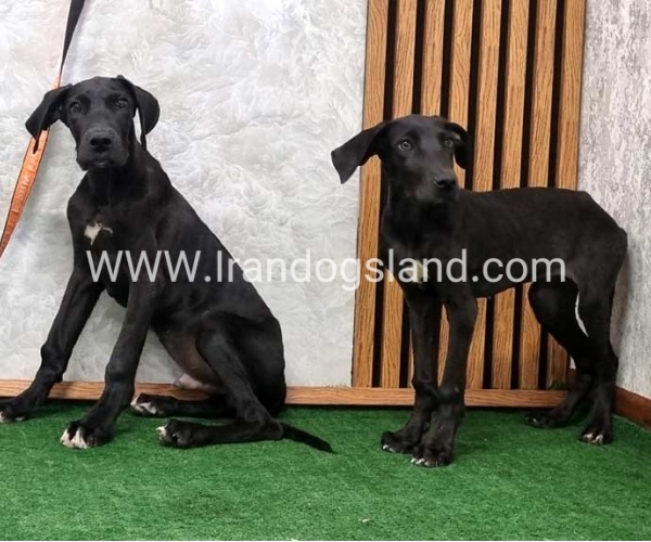 گریتدین قوی جثه - GD149