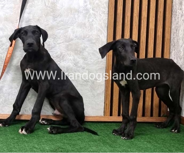 گریتدین قوی جثه - GD149