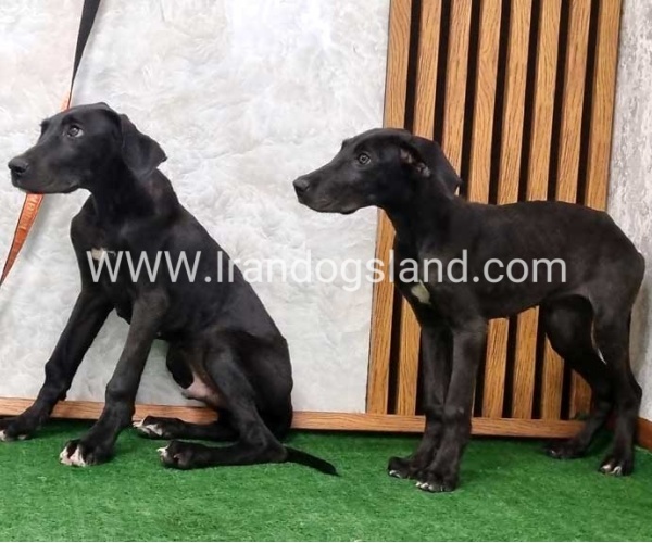 گریتدین قوی جثه - GD149